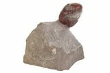 Enrolled, Red Austerops Trilobite - Hmar Laghdad, Morocco #192777-1